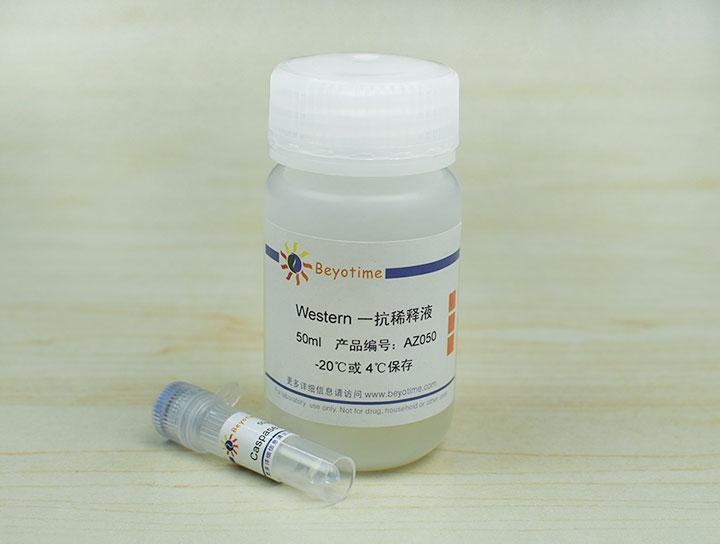 Caspase-3 Rabbit Polyclonal Antibody